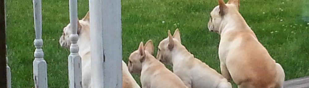 Valpo French Bulldogs