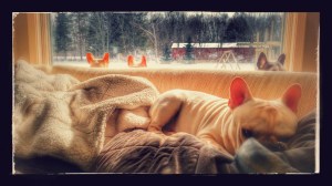 IMG_20150219_134521480_HDR-EFFECTS