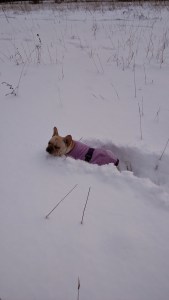 IMG_20150206_164623544