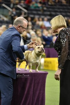 Westminster 2018 Evasuik Custom Design